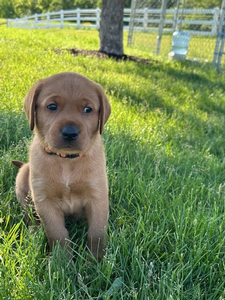 Orange Collar Male